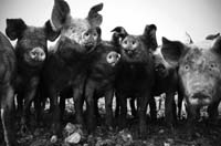 Pigs