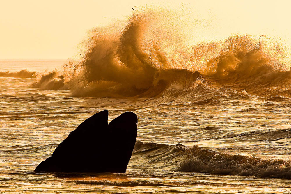 Wayne_Drennar_Power-2a